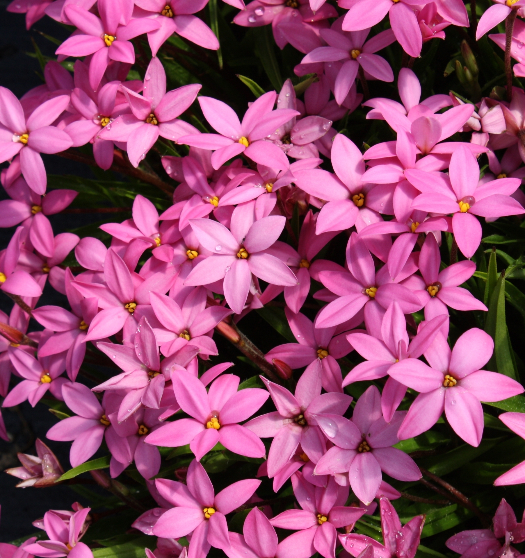 Rhodohypoxis baurii 'Hebron Farm Cerise'